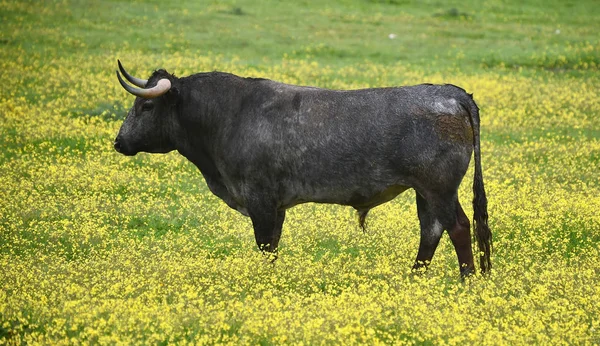 西班牙牛场上的公牛 — 图库照片
