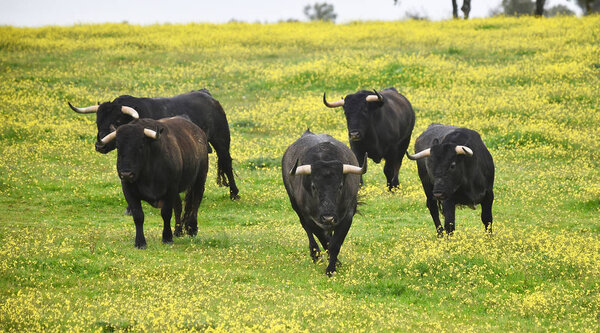 bull on the spanish cattle farm