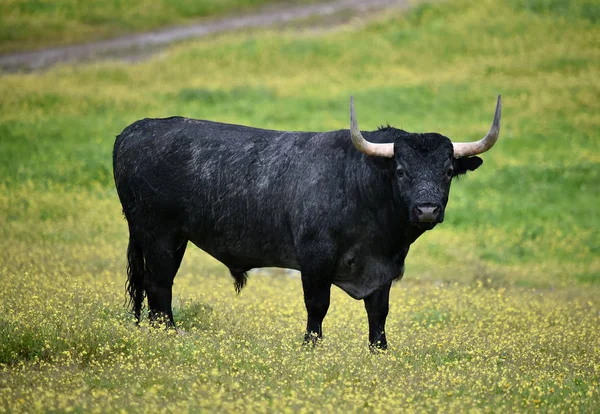Býk Španělské Hovězí Farmě — Stock fotografie