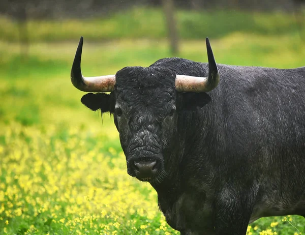 Bulle Auf Der Spanischen Rinderfarm — Stockfoto