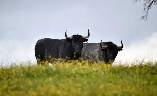 Taureau Sur Ferme Bovine Espagnole — Photo