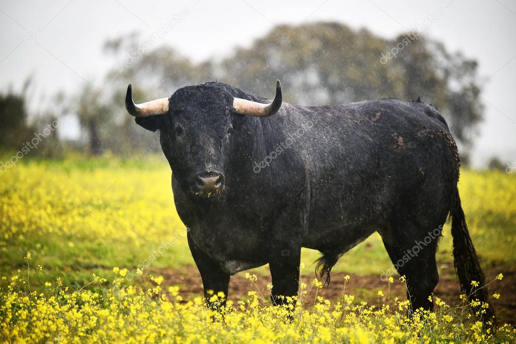 bull on the spanish cattle farm