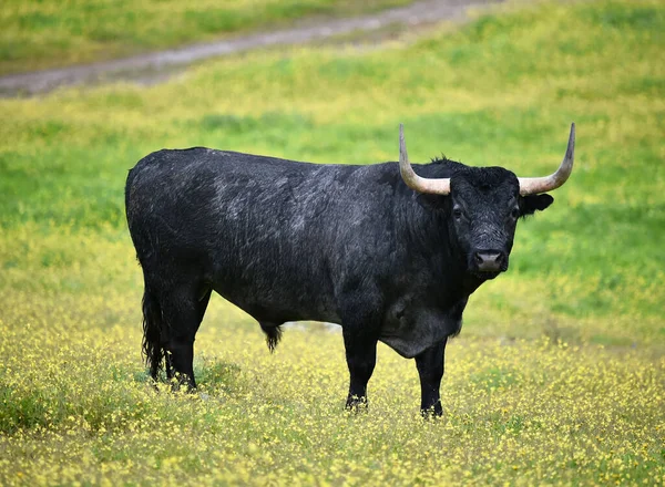 Bulle Auf Der Spanischen Rinderfarm — Stockfoto