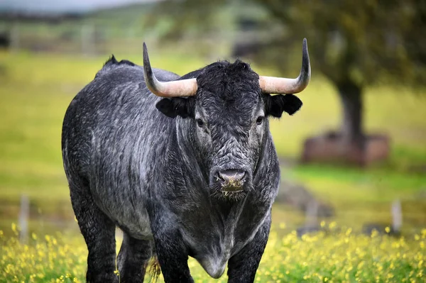 Býk Španělské Hovězí Farmě — Stock fotografie