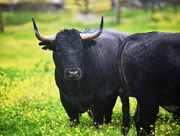 Toro Granja Ganadera Española —  Fotos de Stock