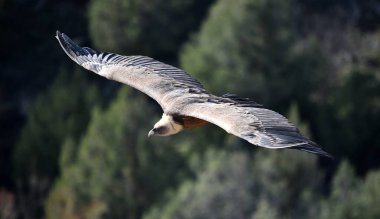 Gökyüzünde güçlü bir akbaba