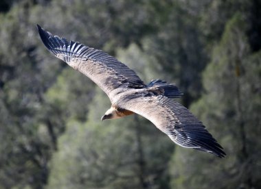 Gökyüzünde güçlü bir akbaba