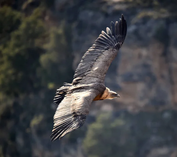 Gran Buitre Leonado Volando Parque Natural — Foto de Stock