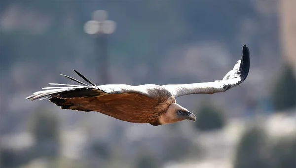 Egy Nagy Griffkeselyű Repül Egy Természetes Parkban — Stock Fotó