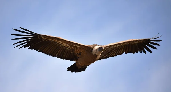 Büyük Bir Griffon Akbabası Doğal Bir Parkta Uçuyor — Stok fotoğraf