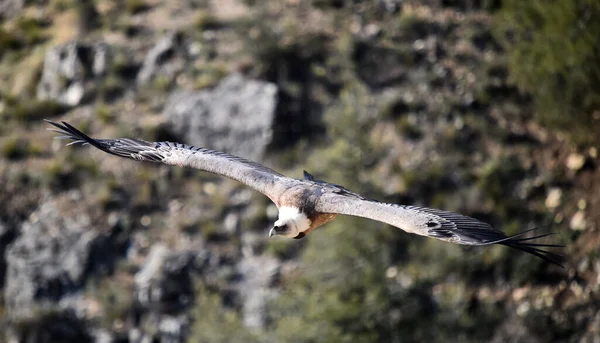 Gran Buitre Leonado Volando Parque Natural —  Fotos de Stock