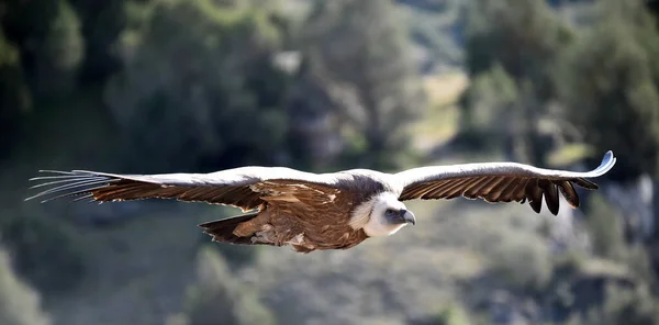 Ein Großer Gänsegeier Fliegt Über Einen Naturpark — Stockfoto