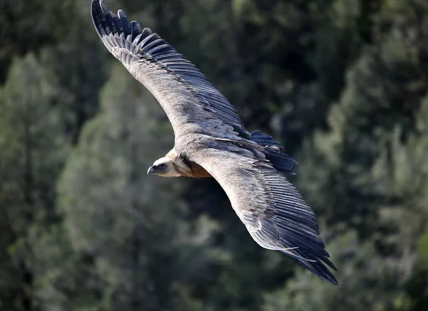Ein Großer Gänsegeier Fliegt Über Einen Naturpark — Stockfoto