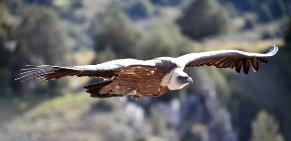 Gran Buitre Leonado Volando Parque Natural — Foto de Stock