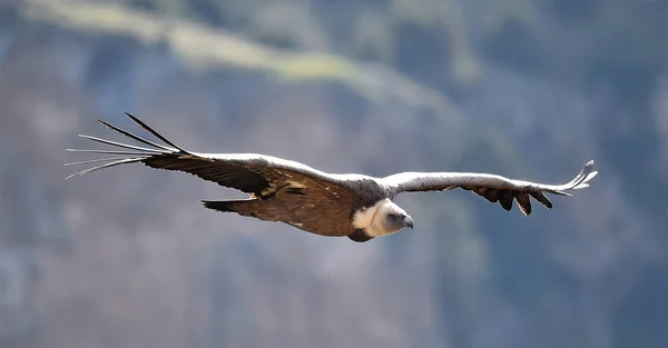 大規模なグリフォンハゲワシが自然公園を飛んでいて — ストック写真