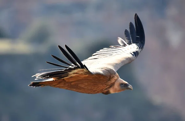 Gran Buitre Leonado Volando Parque Natural — Foto de Stock