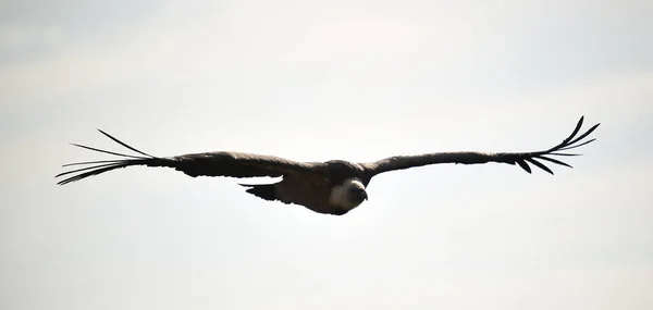 Gran Buitre Leonado Volando Parque Natural —  Fotos de Stock