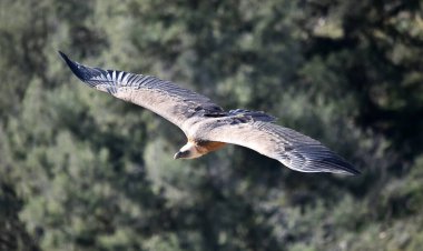Büyük bir Griffon akbabası doğal bir parkta uçuyor.