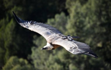 Büyük bir Griffon akbabası doğal bir parkta uçuyor.