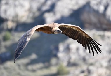 Büyük bir Griffon akbabası doğal bir parkta uçuyor.