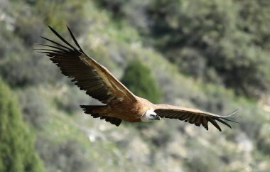 Büyük bir Griffon akbabası doğal bir parkta uçuyor.