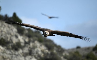Büyük bir Griffon akbabası doğal bir parkta uçuyor.