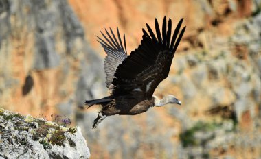 Büyük bir Griffon akbabası doğal bir parkta uçuyor.