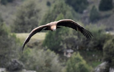 Büyük bir Griffon akbabası doğal bir parkta uçuyor.