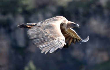 Büyük bir Griffon akbabası doğal bir parkta uçuyor.