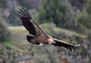 Büyük bir Griffon akbabası doğal bir parkta uçuyor.