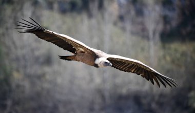 Büyük bir Griffon akbabası doğal bir parkta uçuyor.