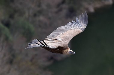 Büyük bir Griffon akbabası doğal bir parkta uçuyor.