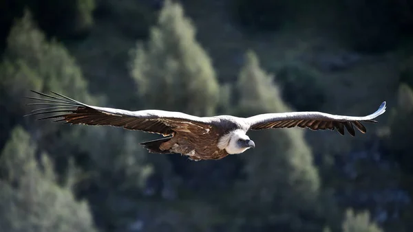 Een Grote Griffioen Gier Vliegend Een Natuurpark — Stockfoto