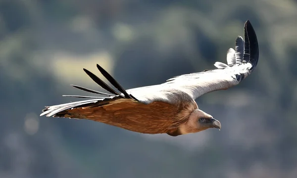 Een Grote Griffioen Gier Vliegend Een Natuurpark — Stockfoto