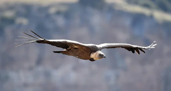 Stor Griffongam Som Flyger Naturpark — Stockfoto