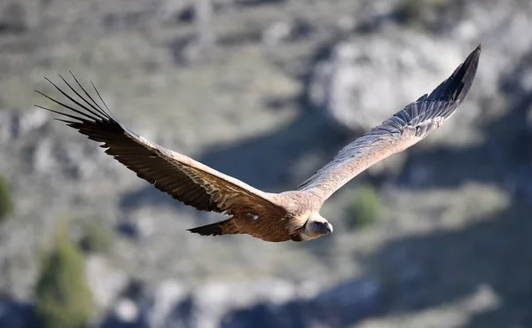 Big Griffon Vulture Flying Natural Park — Stock Photo, Image