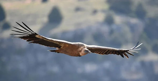 Big Griffon Vulture Flying Natural Park — Stock Photo, Image