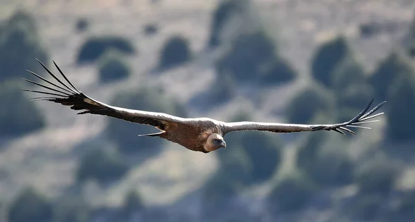 Duży Sęp Płowy Latający Parku Naturalnym — Zdjęcie stockowe