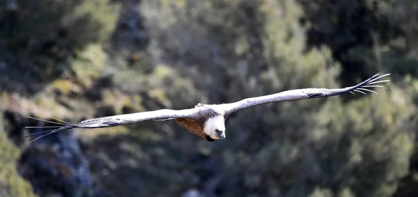 Een Grote Griffioen Gier Vliegend Een Natuurpark — Stockfoto