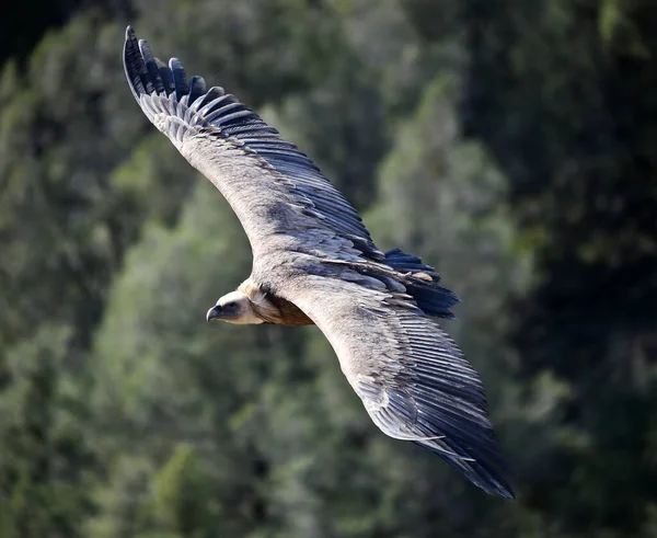 Grande Abutre Griffon Voando Parque Natural — Fotografia de Stock
