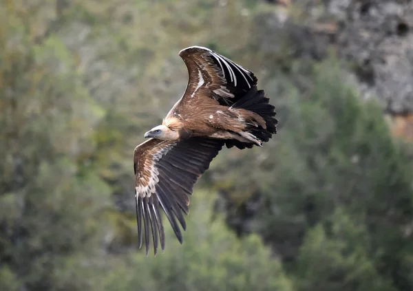Velký Sup Gryfský Létající Přírodním Parku — Stock fotografie