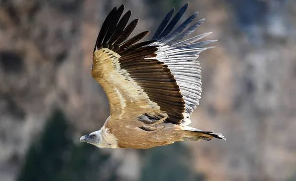 Ein Großer Gänsegeier Fliegt Über Einen Naturpark — Stockfoto