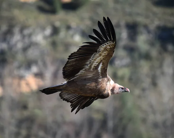 Big Griffon Vulture Flying Natural Park — Stock Photo, Image