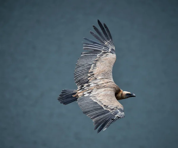 Gran Buitre Leonado Volando Parque Natural — Foto de Stock