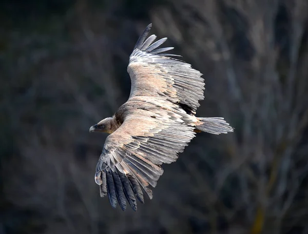 Gran Buitre Leonado Volando Parque Natural — Foto de Stock