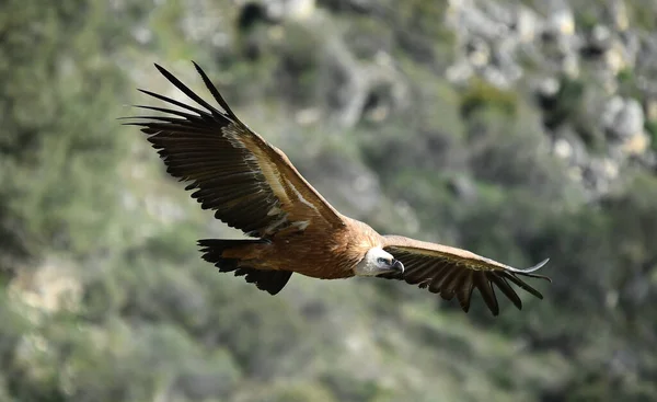 Büyük Bir Griffon Akbabası Doğal Bir Parkta Uçuyor — Stok fotoğraf