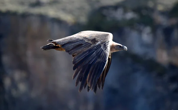 Big Griffon Vulture Flying Natural Park — Stock Photo, Image