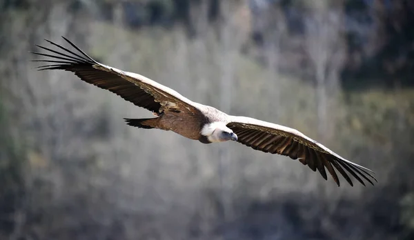 Velký Sup Gryfský Létající Přírodním Parku — Stock fotografie