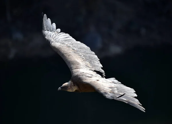 Ein Großer Gänsegeier Fliegt Über Einen Naturpark — Stockfoto