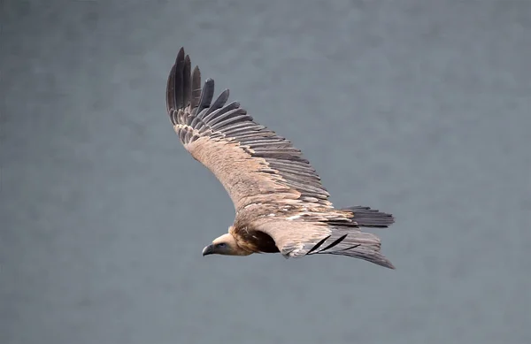 Gran Buitre Leonado Volando Parque Natural — Foto de Stock